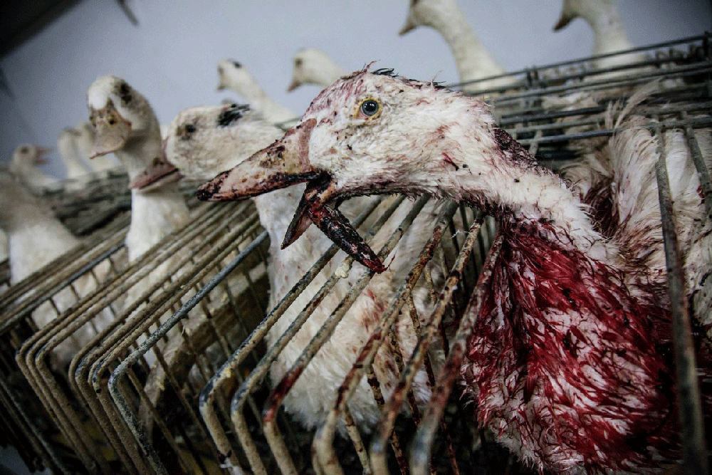 cruelity to ducks from foie gras production