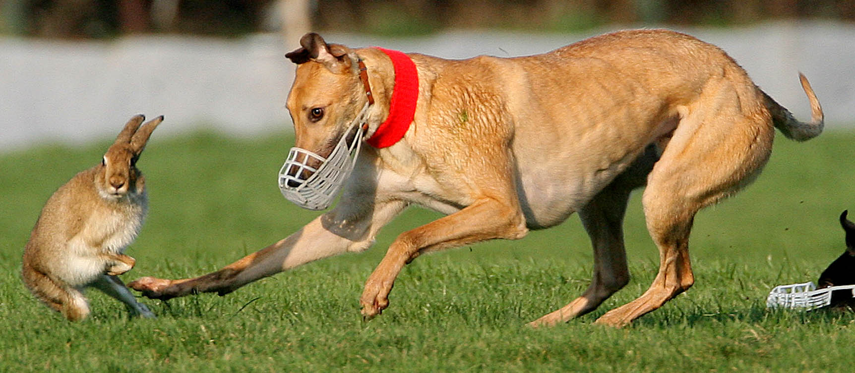Special update on campaign to ban hare coursing!