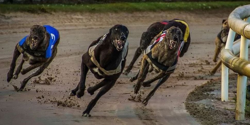 Injunction: The Greyhound 6 vs. Shelbourne Park Greyhound Stadium